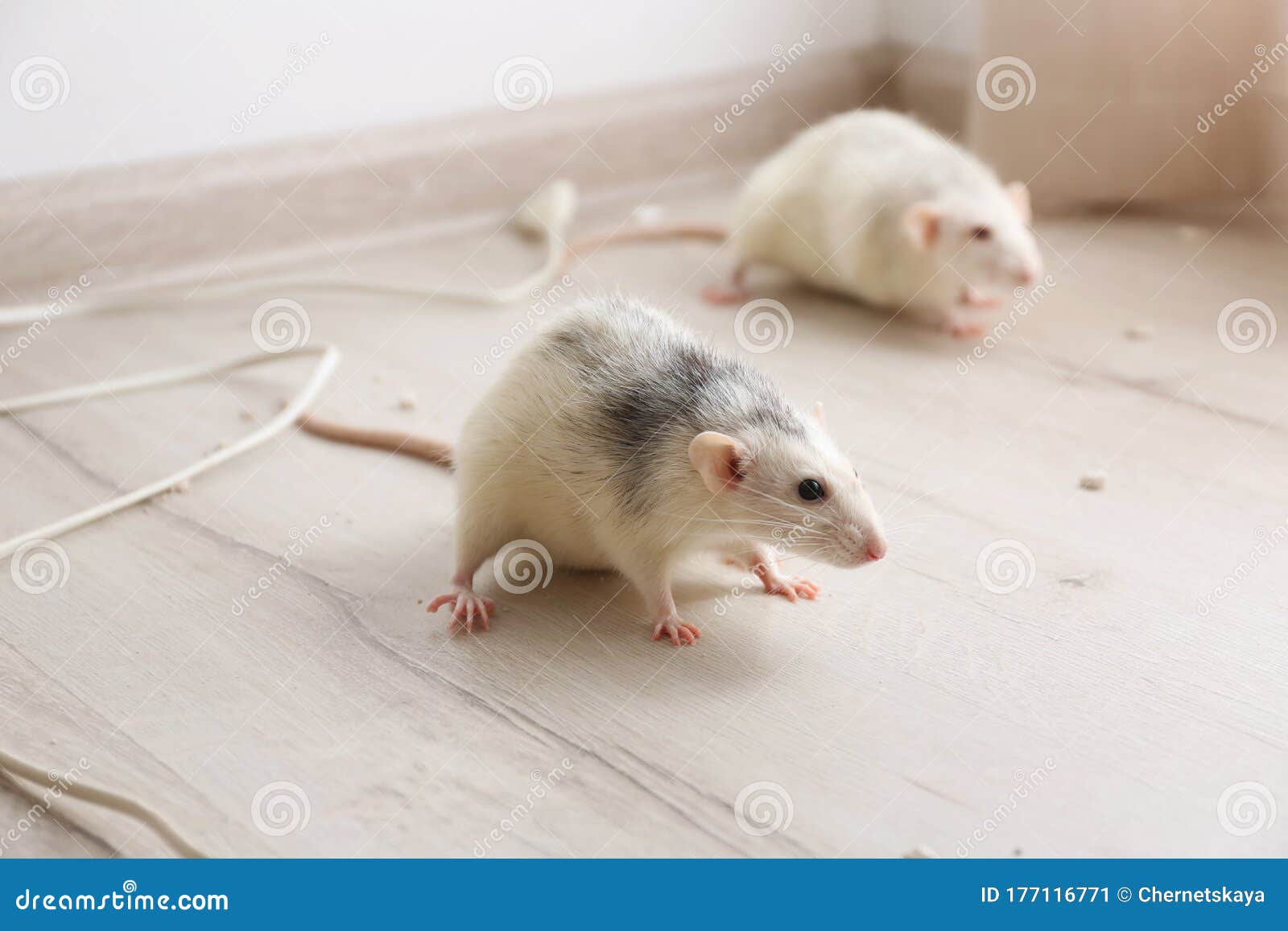 White Rats on Floor. Pest Control Stock Image Image of contagion