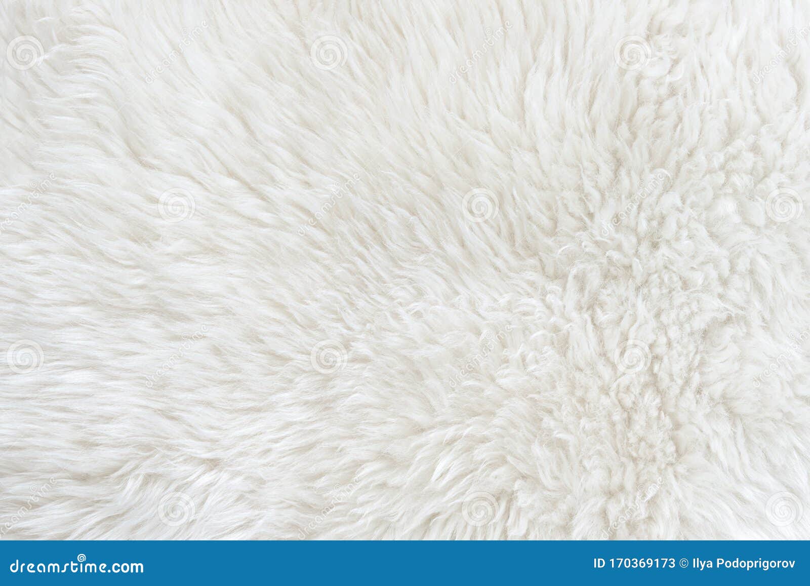 White Real Wool with Beige Top Texture Background. Light Cream Natural  Sheep Wool. Seamless Plush Cotton, Texture of Fluffy Fur Stock Photo -  Image of natural, carpet: 170361972