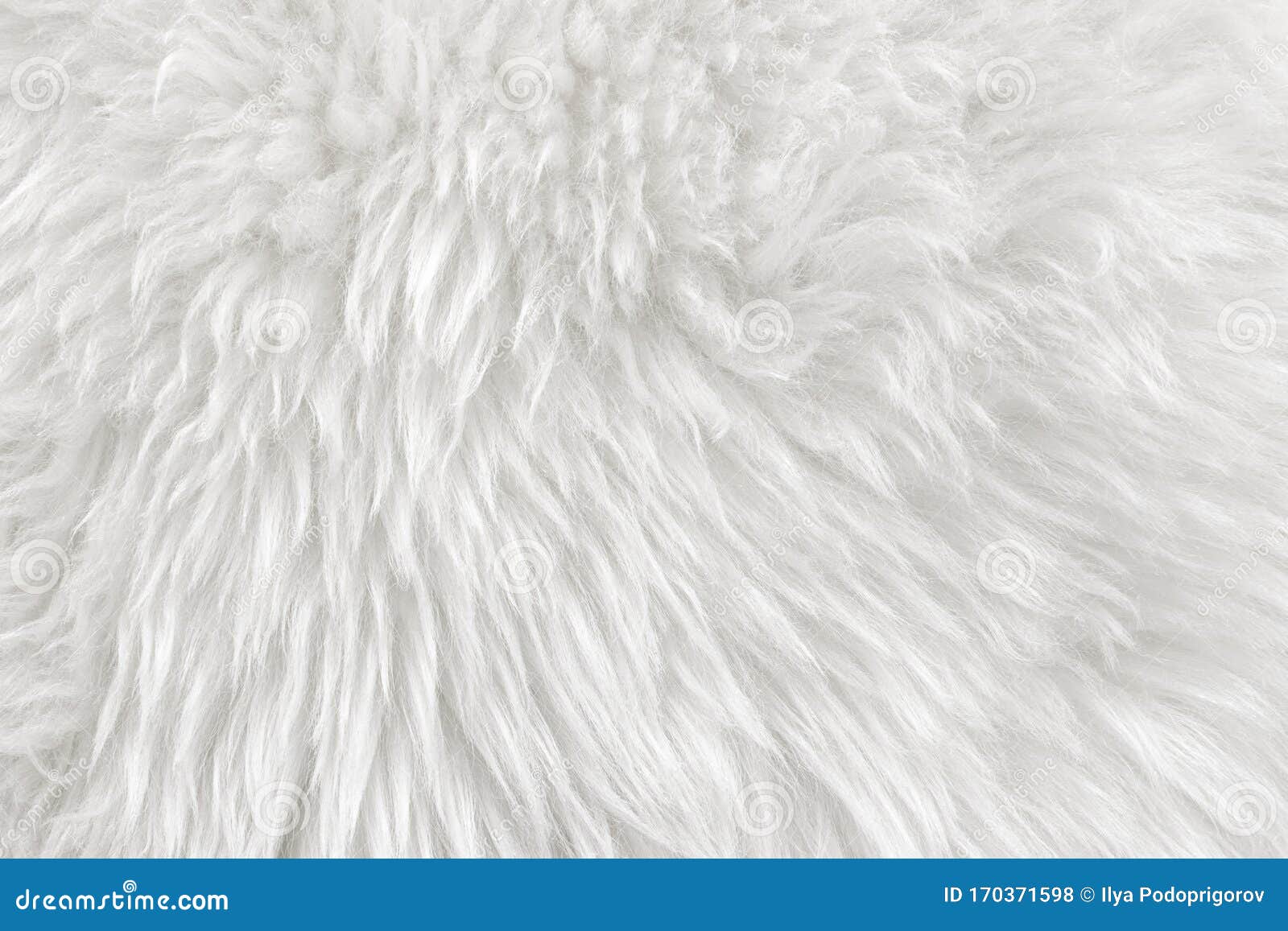 White Real Wool with Beige Top Texture Background. Light Cream