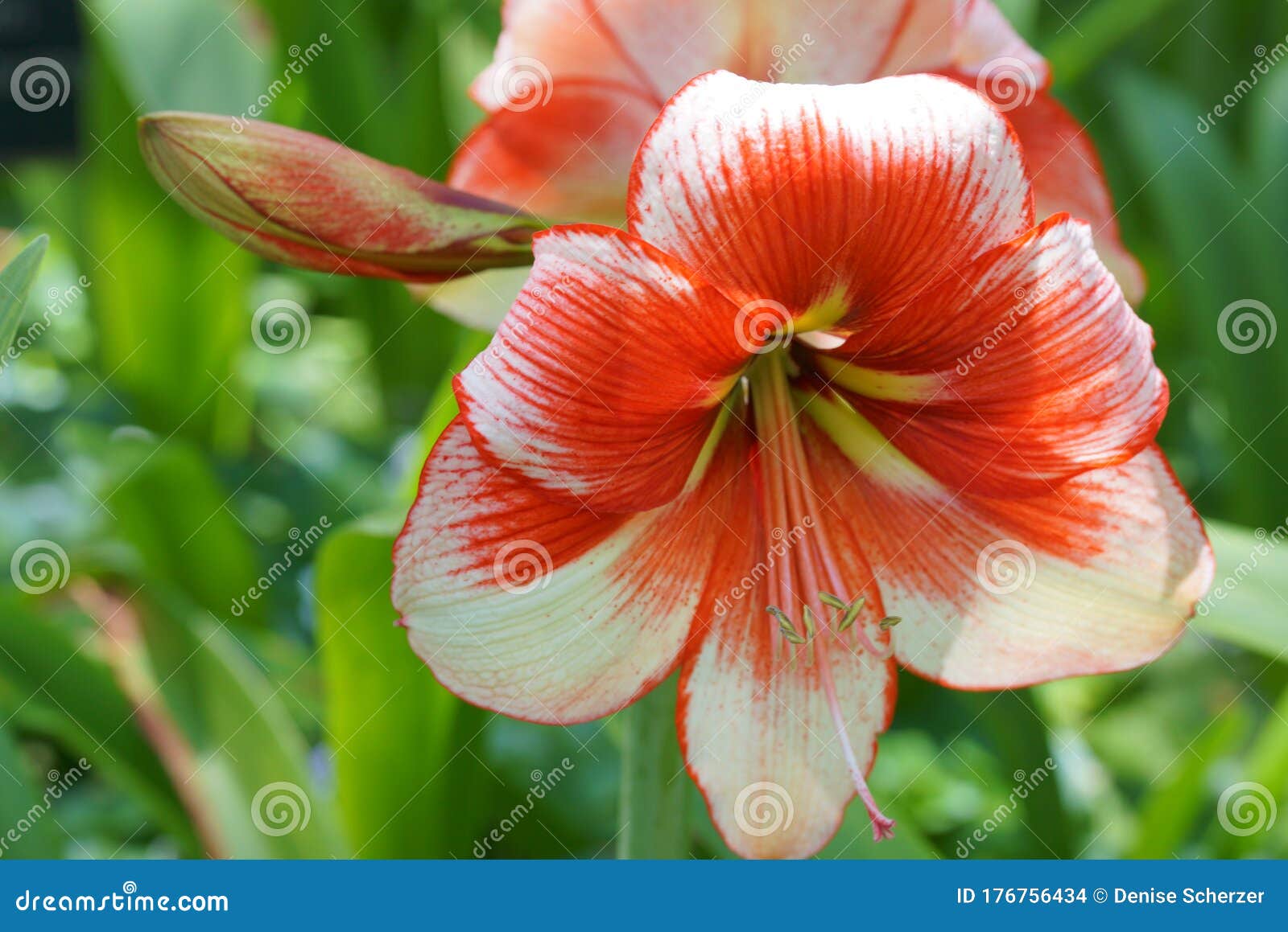 white and red amarillo flower