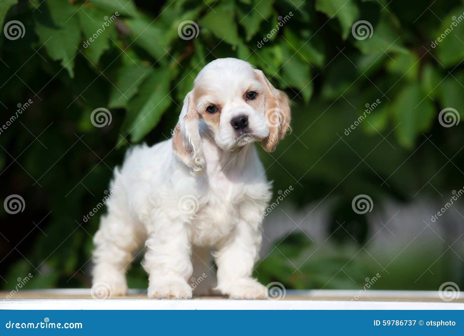 american cocker spaniel puppy