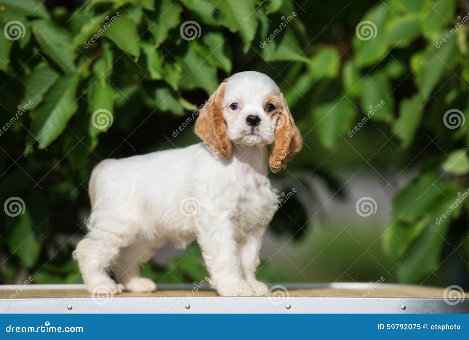 red and white cocker spaniel puppies