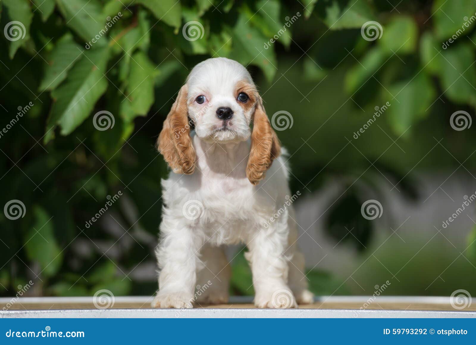 red and white cocker spaniel puppies