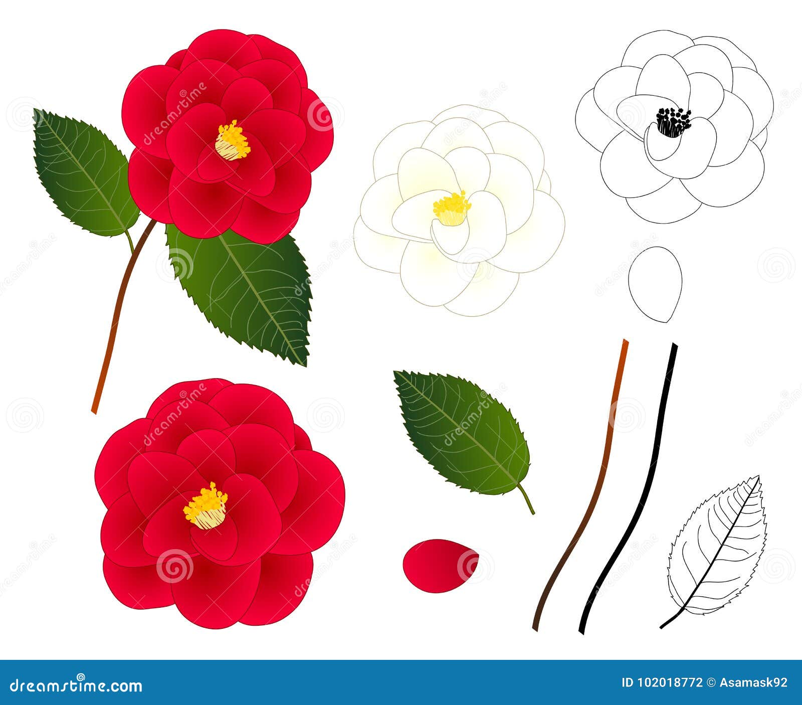 White And Red Camellia Flower Outline. Isolated On White Background