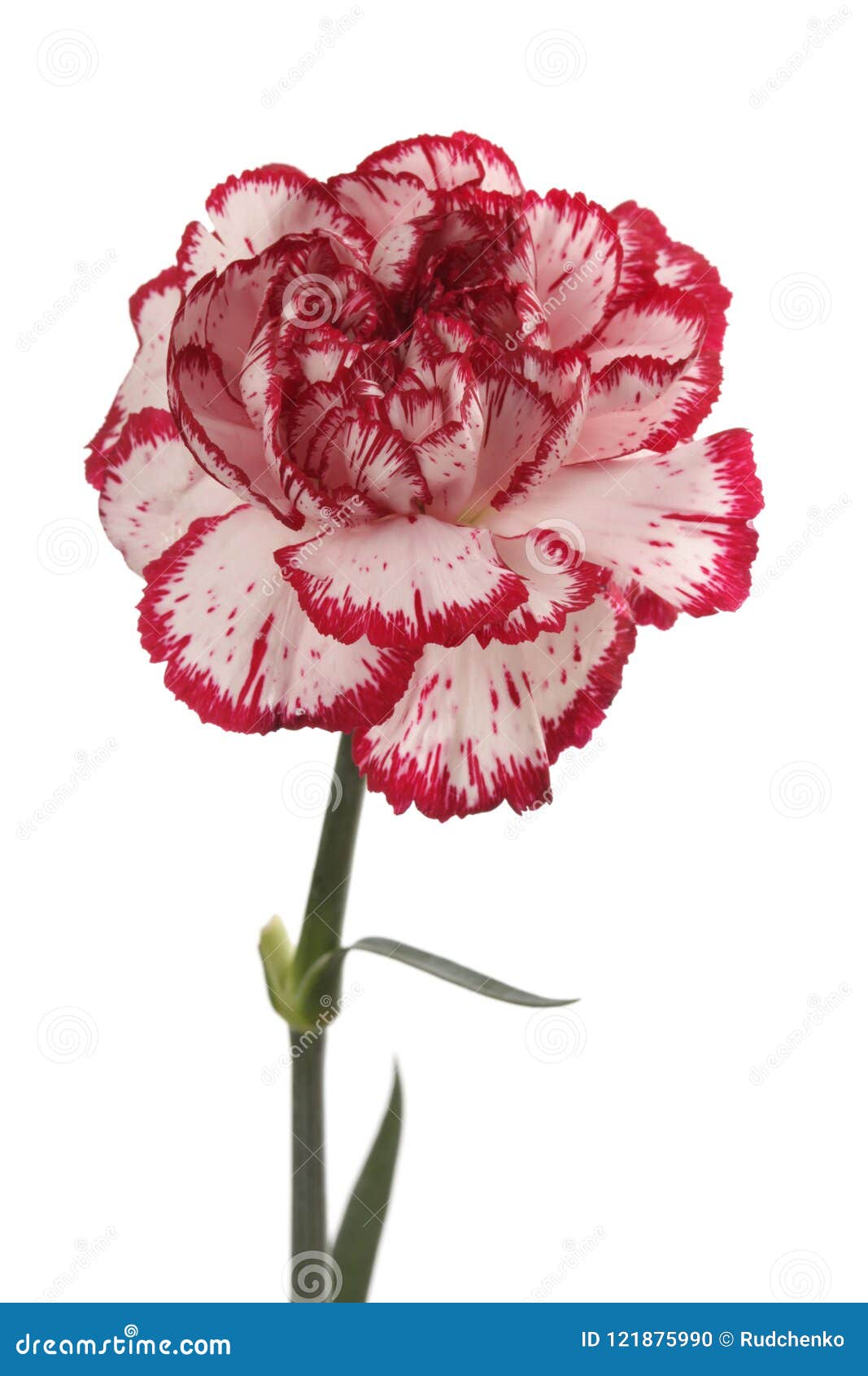 White and Red Carnation Flower on White. Stock Photo - Image of ...
