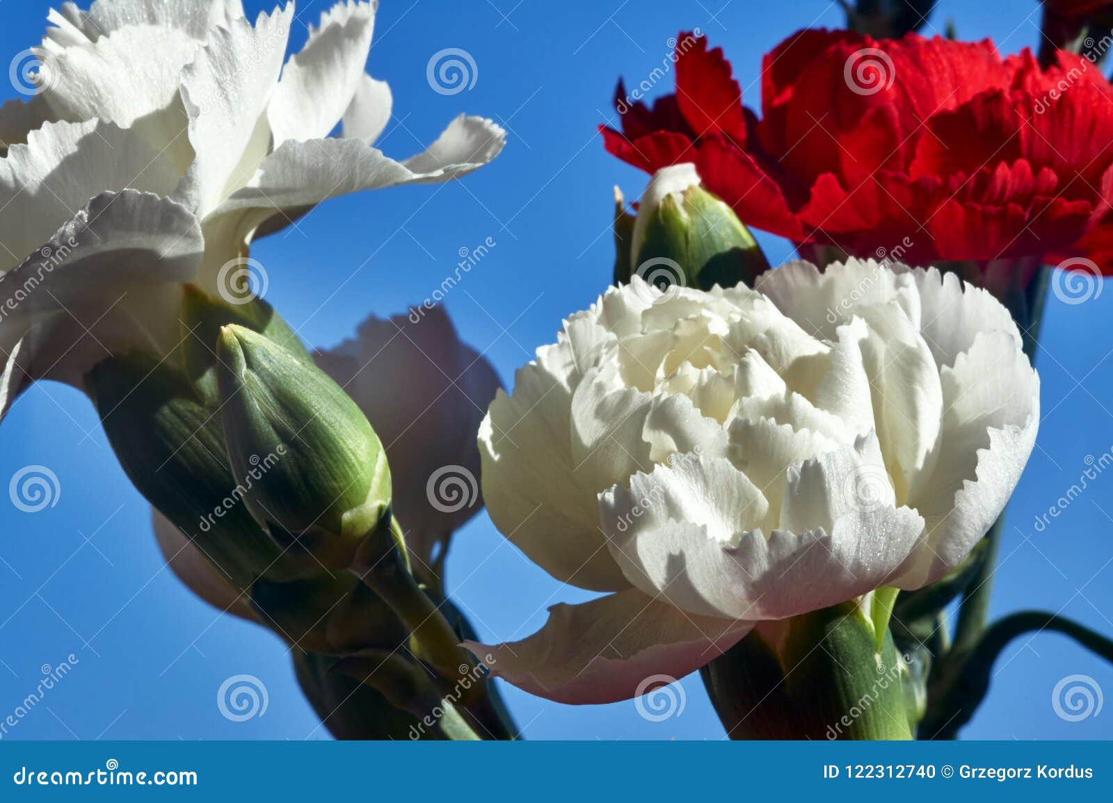 White and red carnations stock photo. Image of carnation 122312740