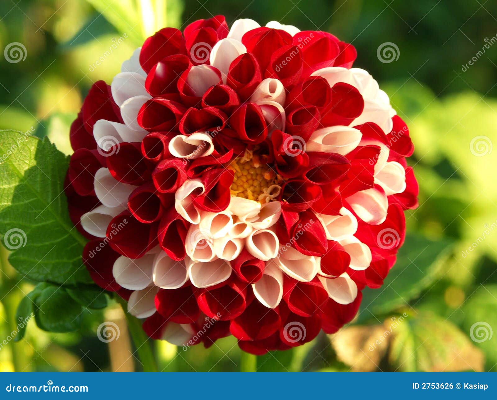 White and red flower stock photo. Image of macro, white 2753626