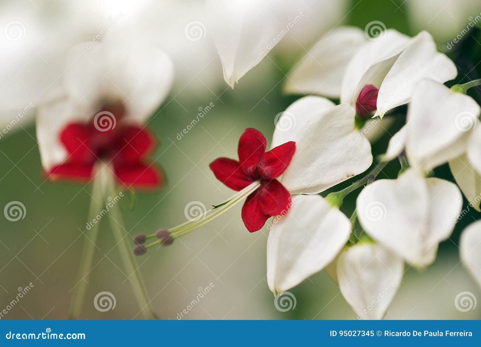 white and red flower on green background