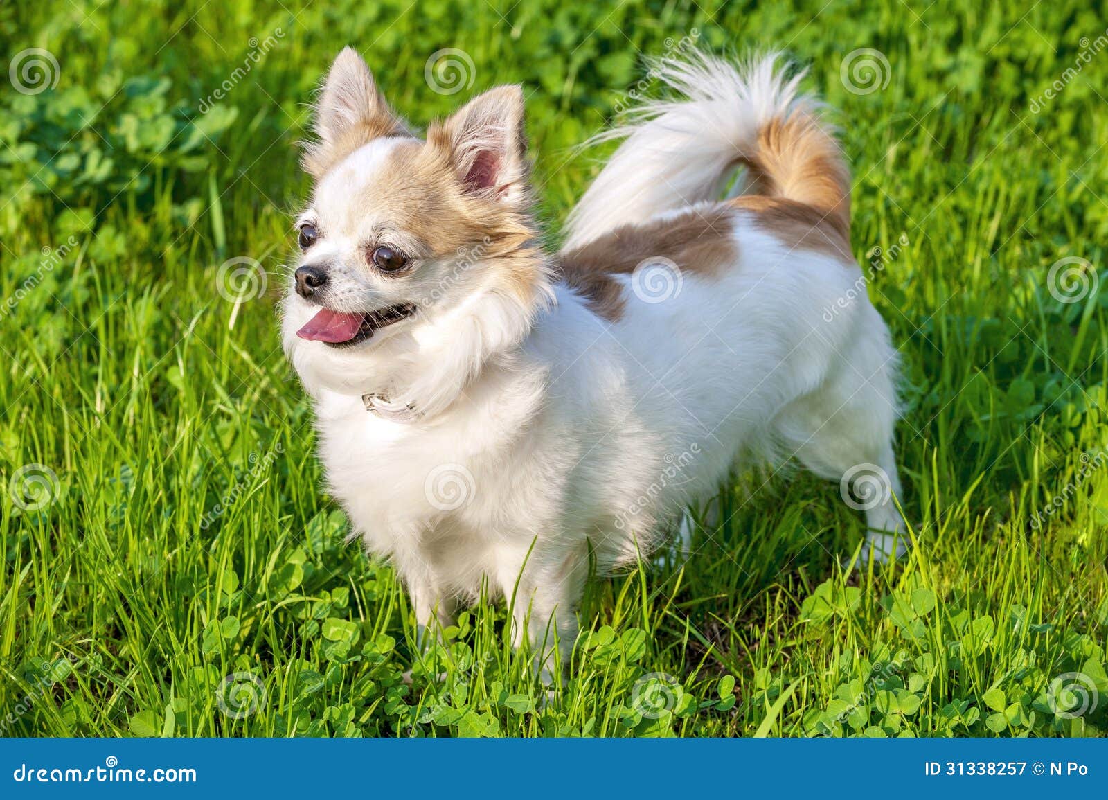 white hairy chihuahua