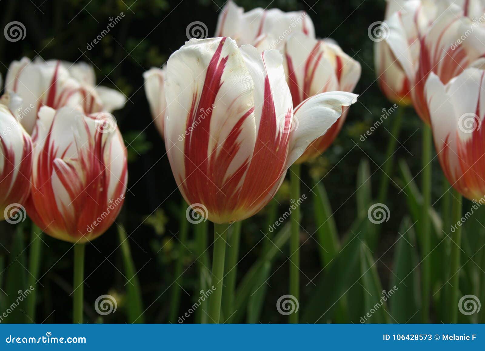 White and Red Long Stem Tulips Stock Image Image of botanical