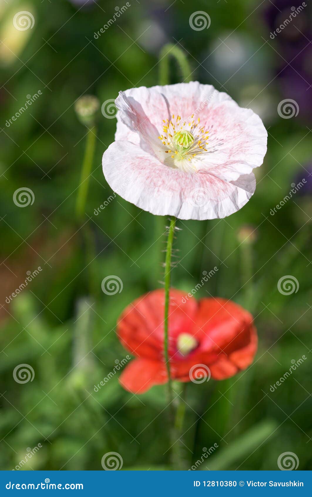 White and red poppies stock photo. Image of nice, macro 12810380
