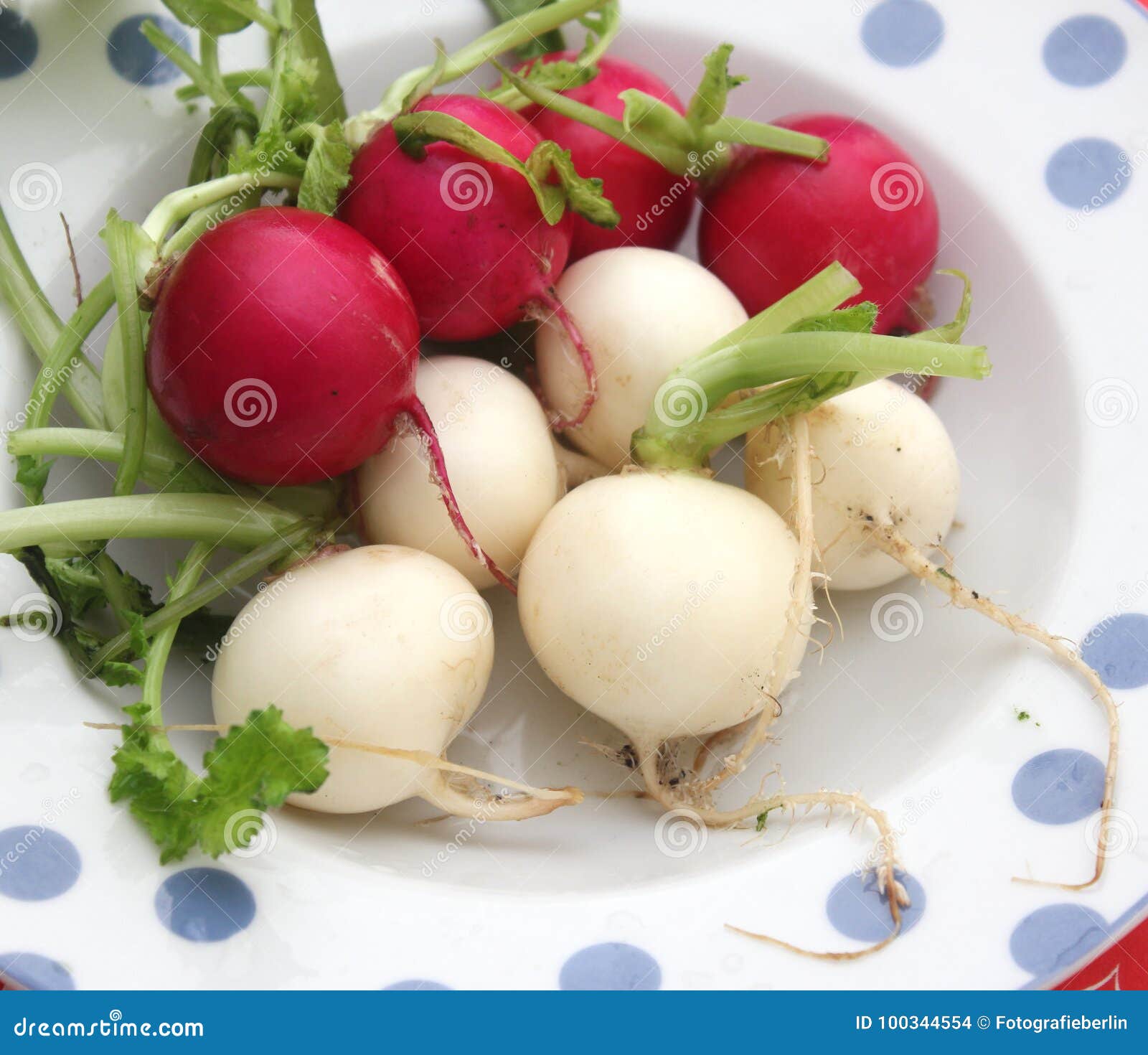 White and red radish stock photo. Image of vegetables 100344554