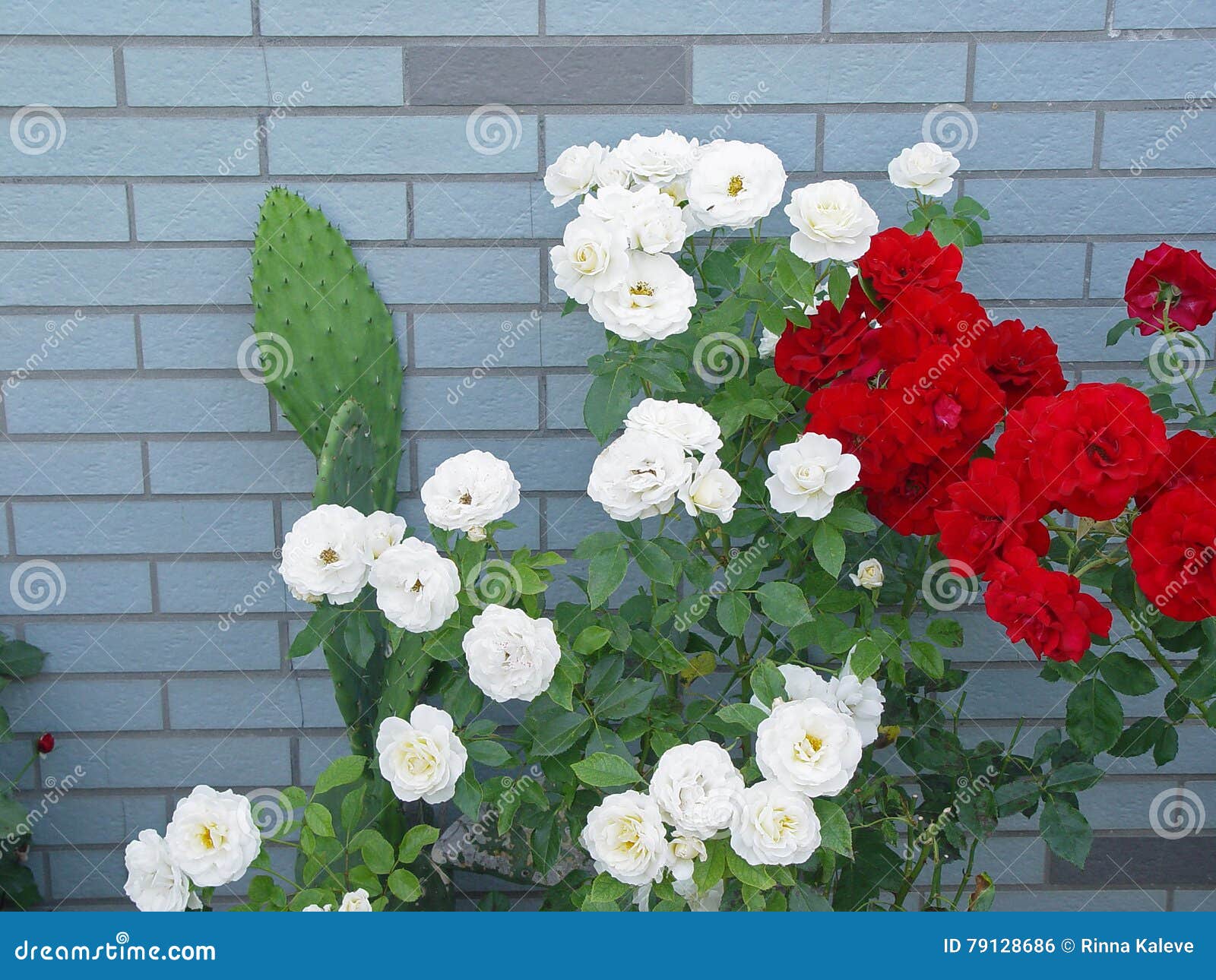 White red rose stock photo. Image of color, leaf, flower 79128686