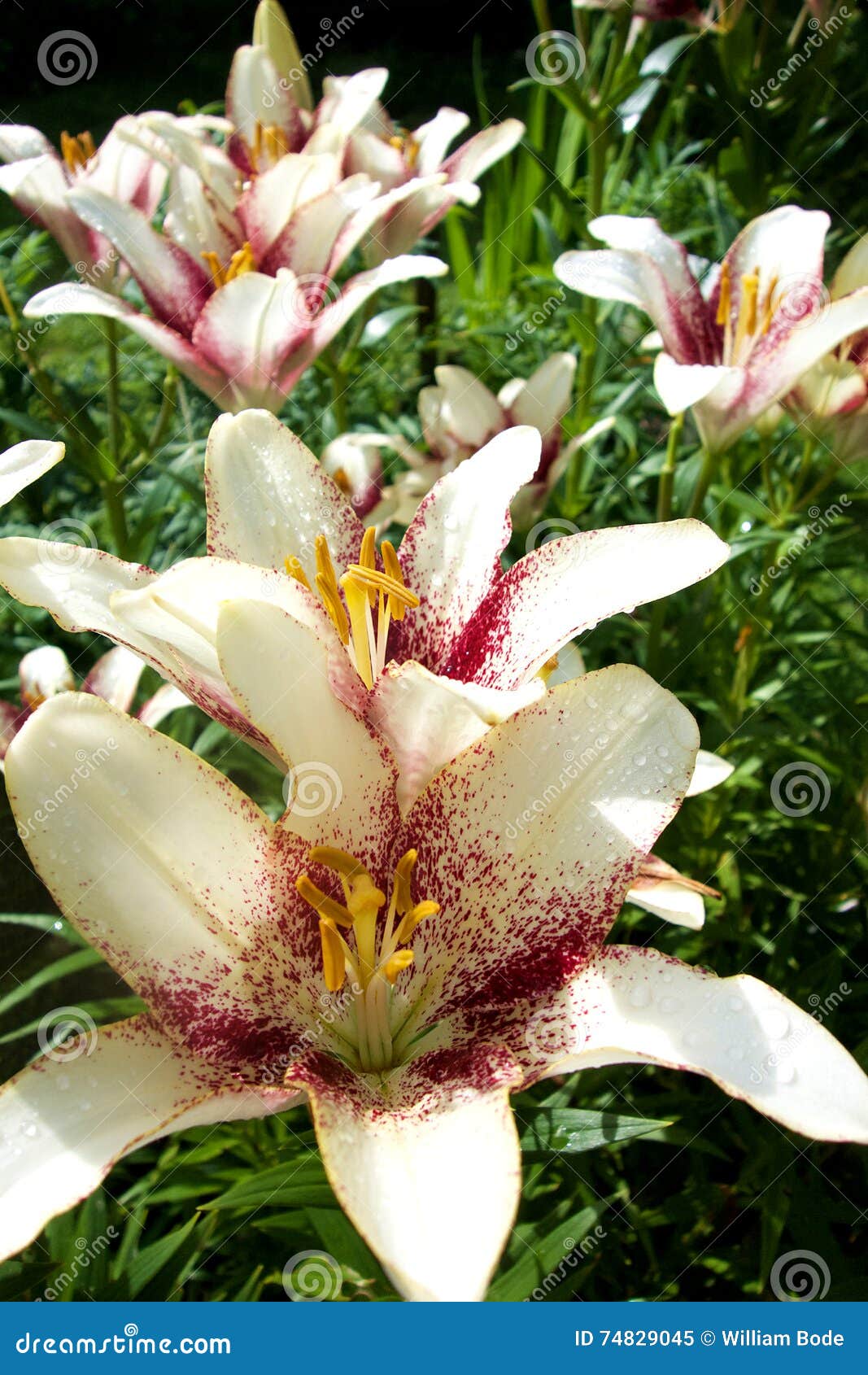 Stargazer lily white Lilium 'Stargazer'