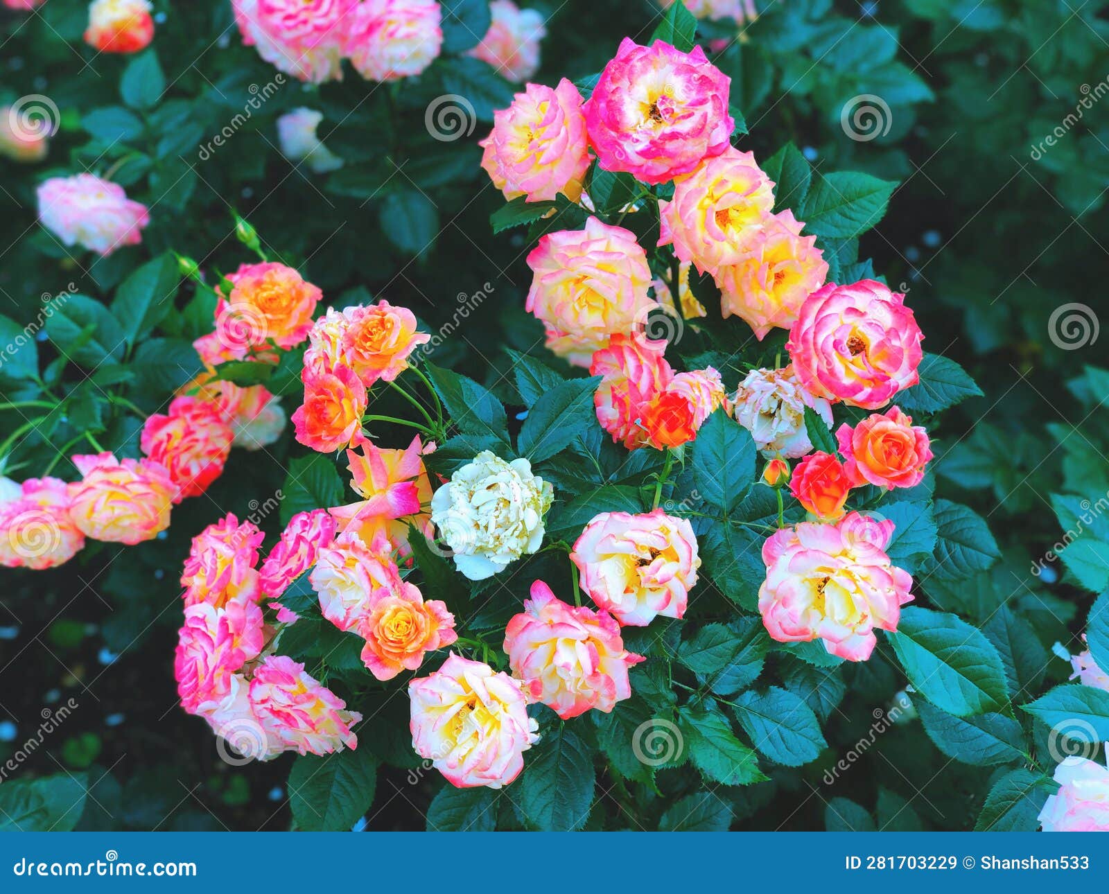 White Red Yellow Roses Flowers Blooming Inside Elizabeth Park Stock