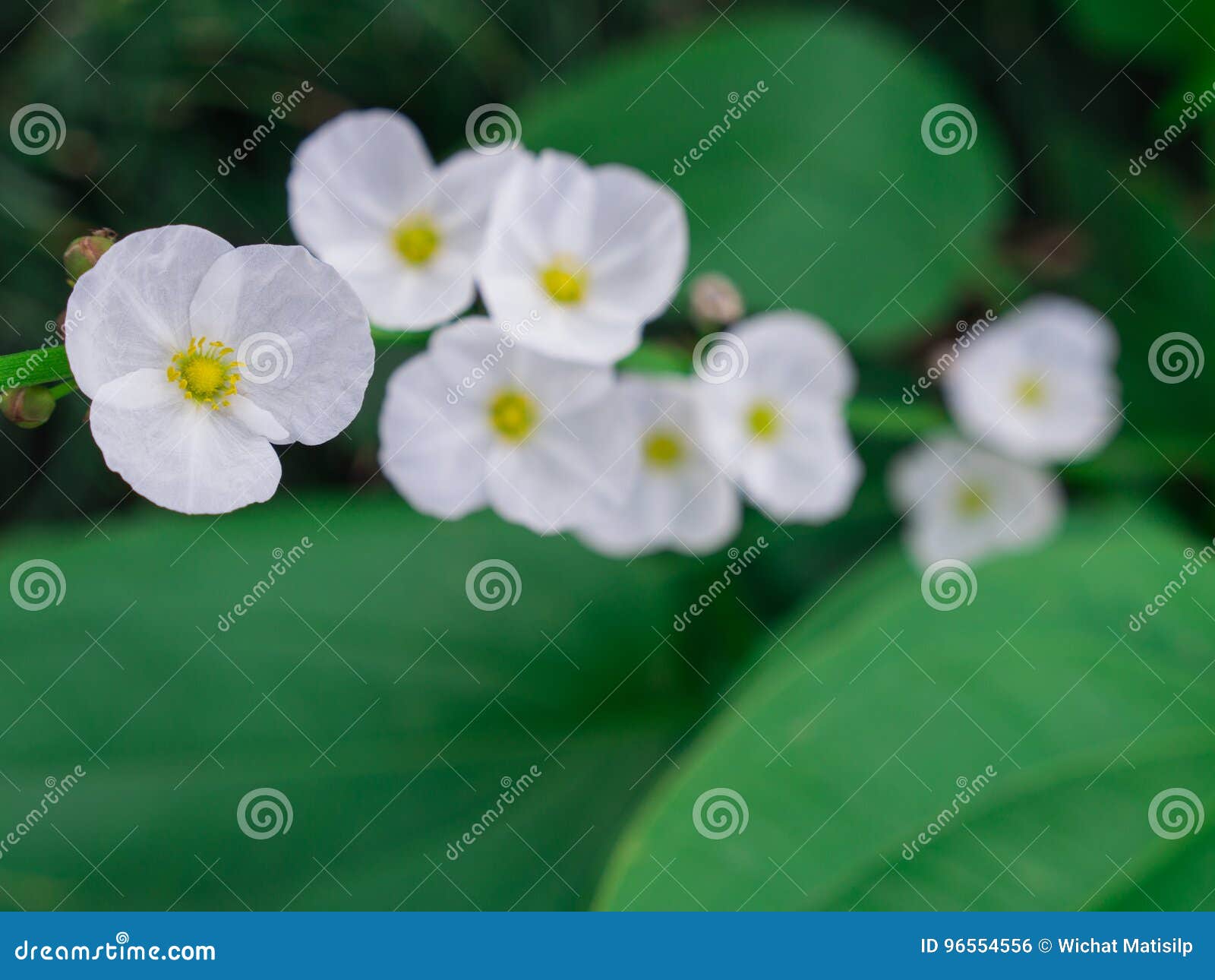 White Reed Amazon Flowers Arranged Stock Photo Image of growth, blur 96554556