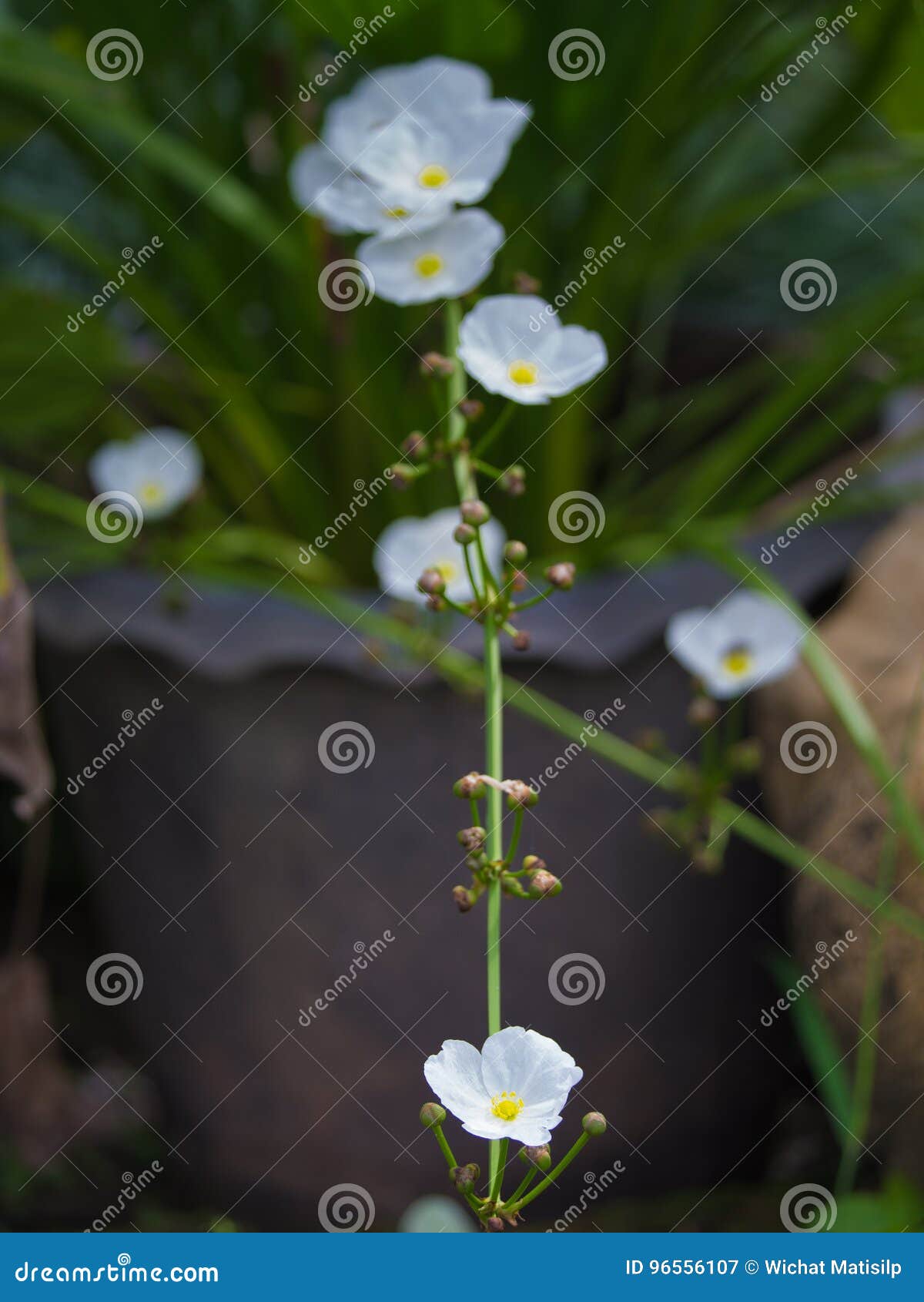 White Reed Amazon Flowers Blooming Stock Image Image of evergreen, blurred 96556107