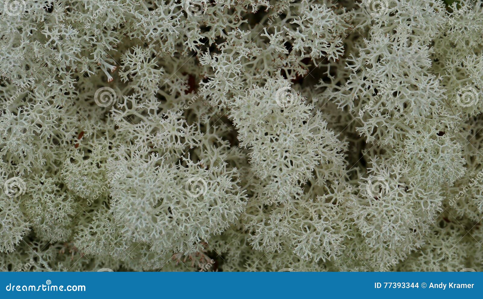 White reindeer moss stock photo. Image of patterned, gray - 77393344