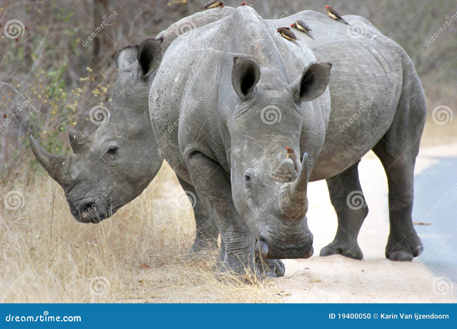 white rhino