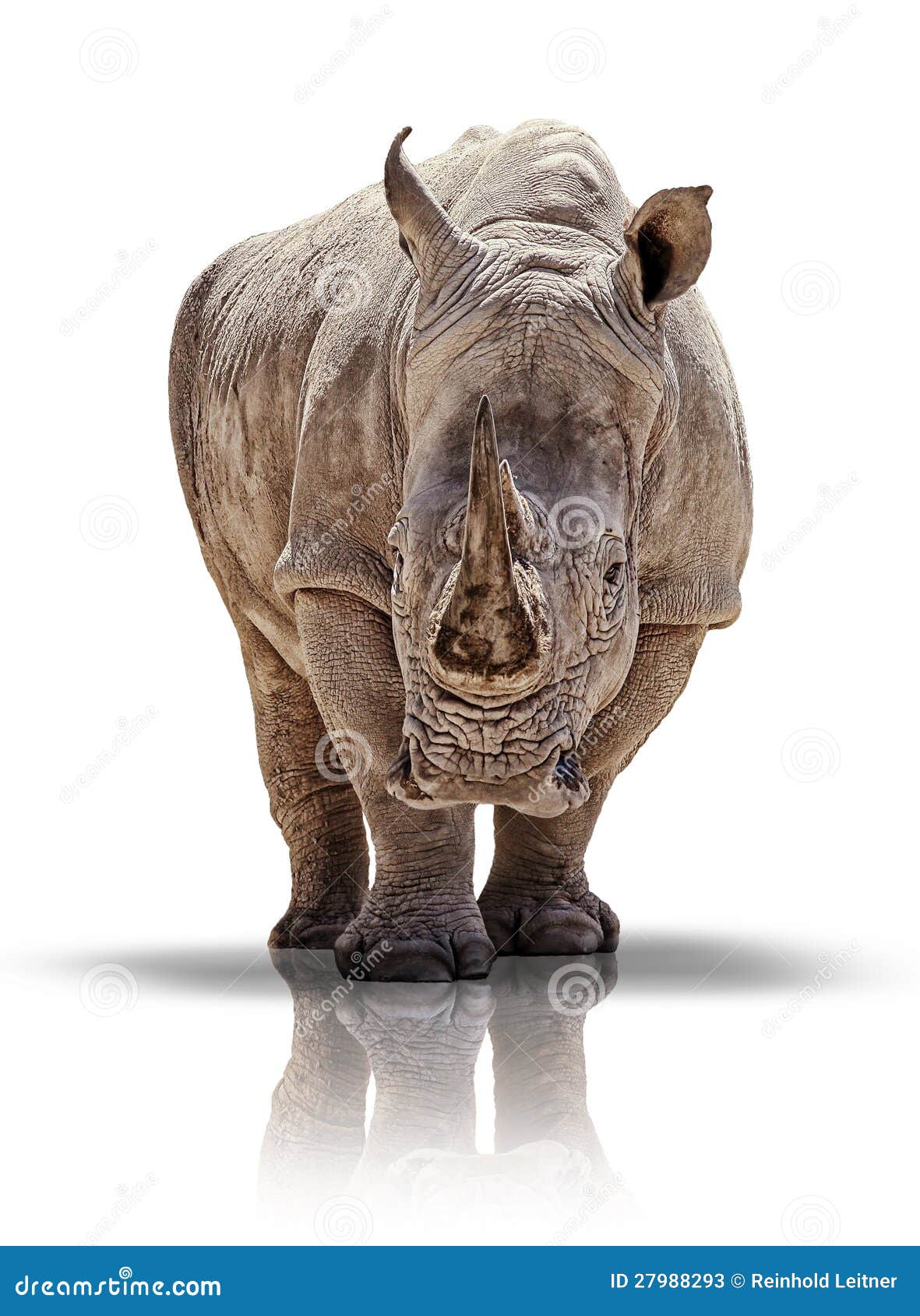 white rhino