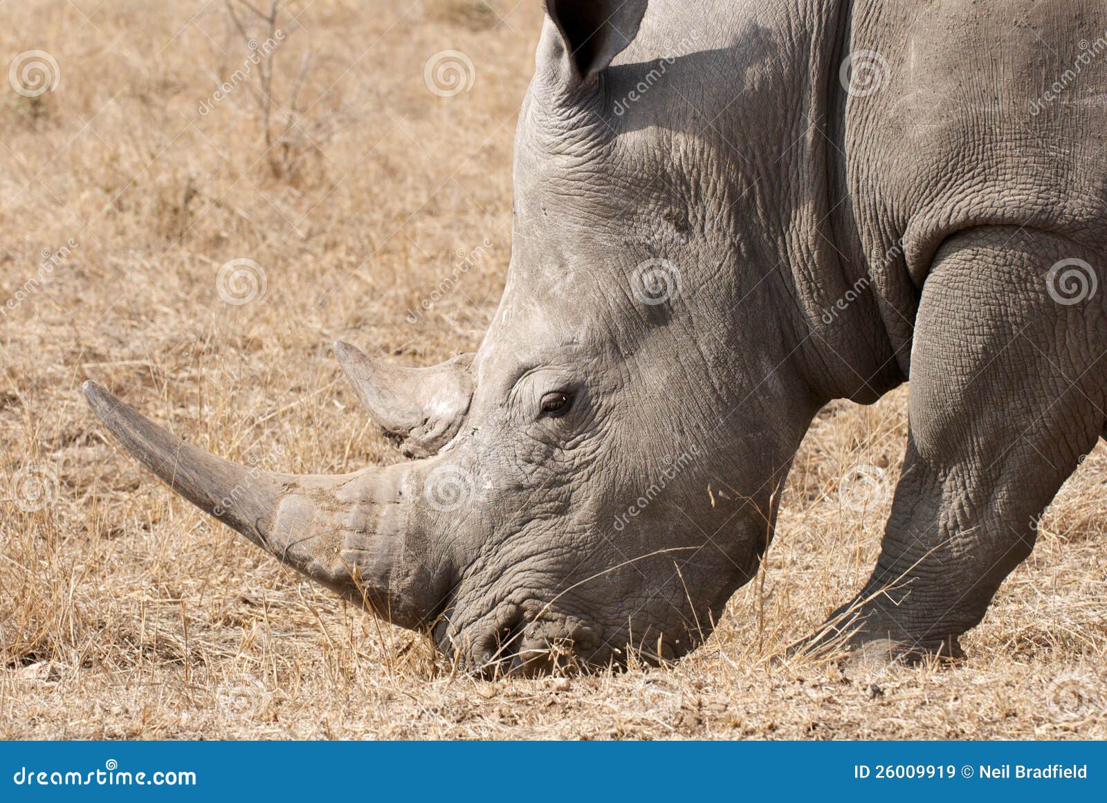 White Rhino Horn stock image. Image of wild, ceratotherium 26009919