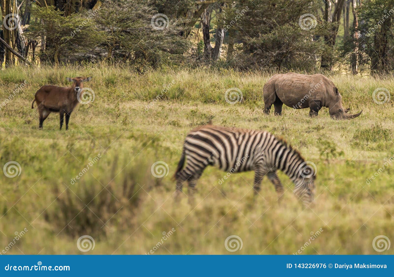 White Rhino and Other Animals Grazing in a Shroud Near Lake Nakuru in Kenya  in Africa Stock Photo - Image of reserve, natural: 143226976