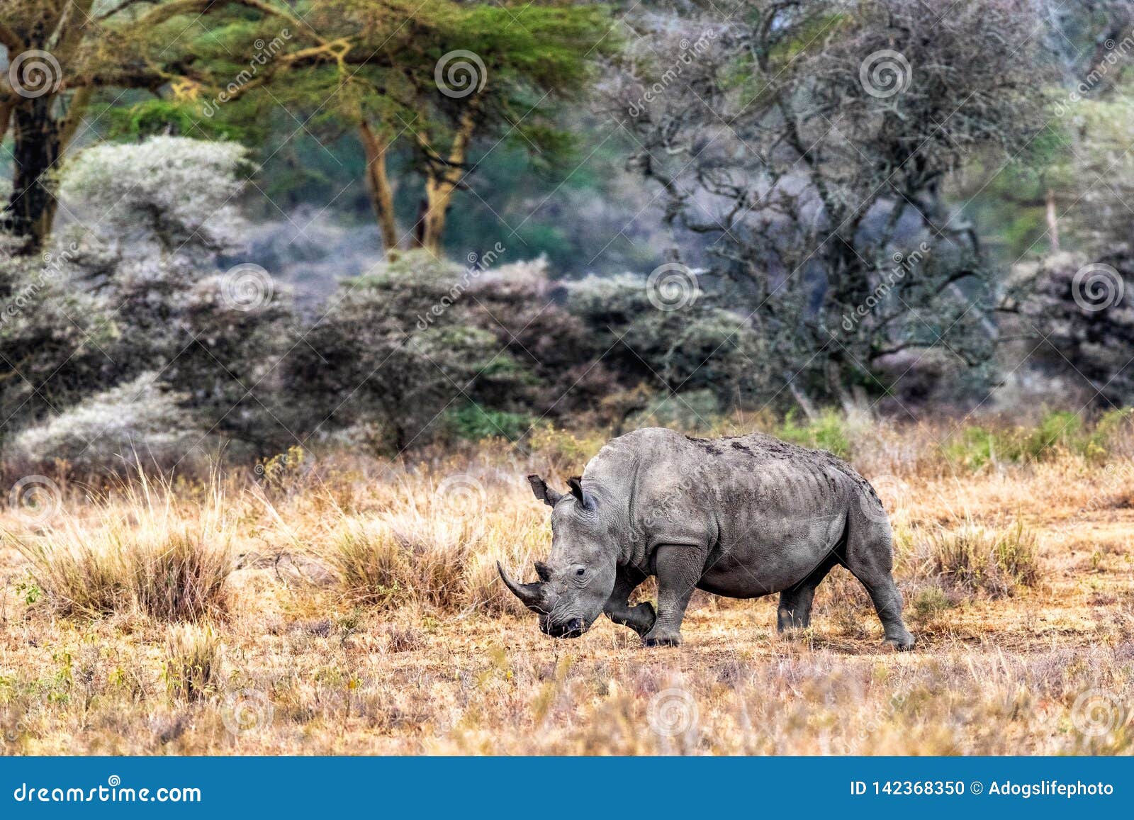 rhino tree free download rhino tree free download