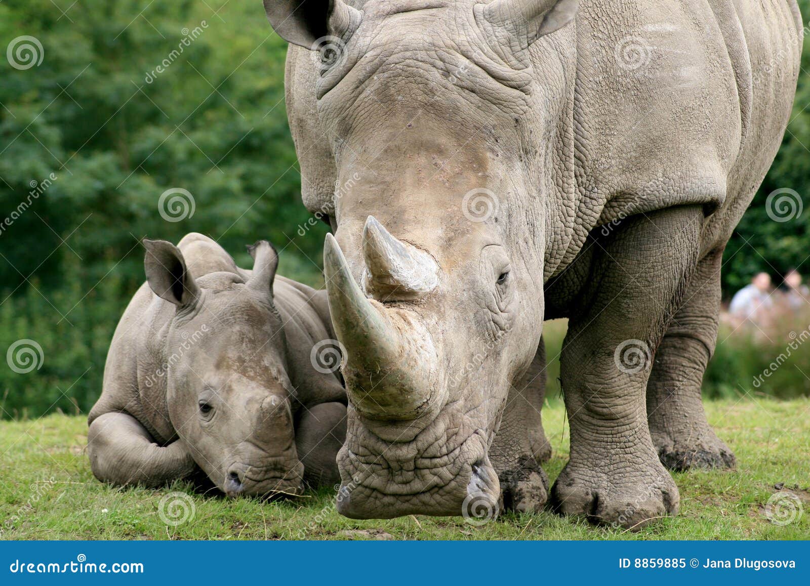 white rhinoceros