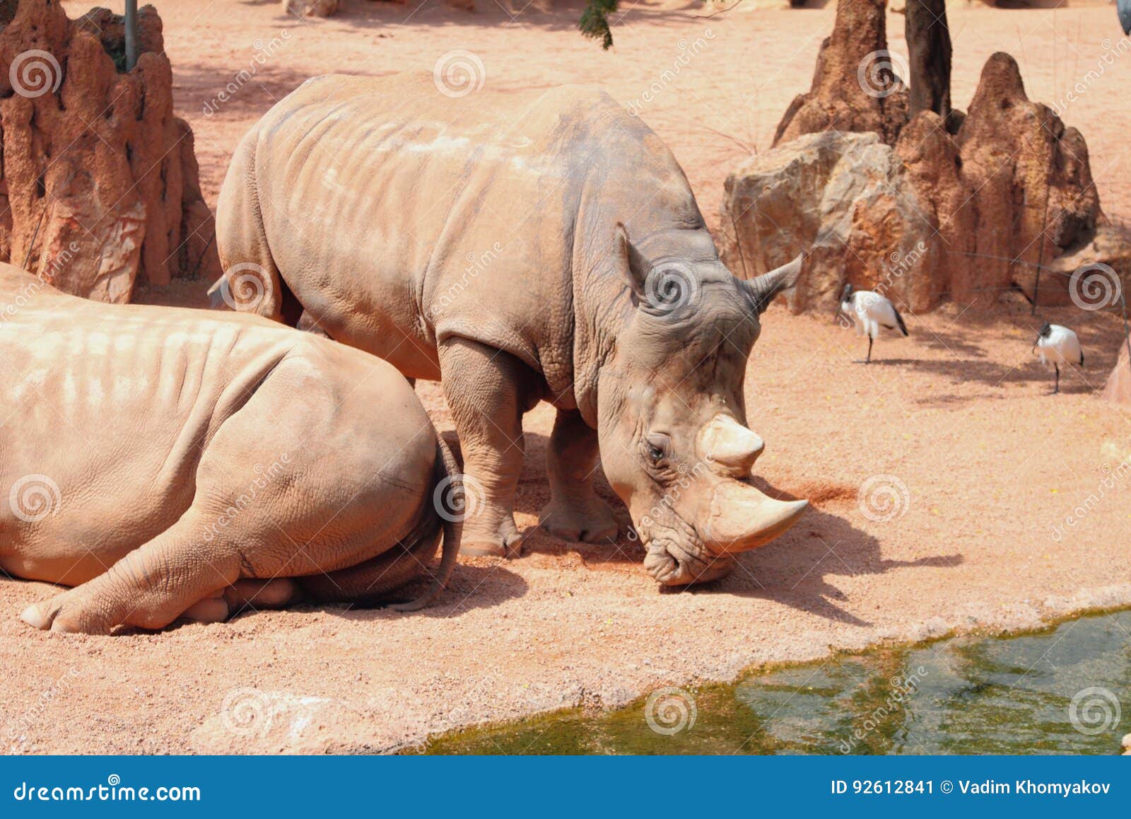 white rhinoceros in biopark. valencia, spain