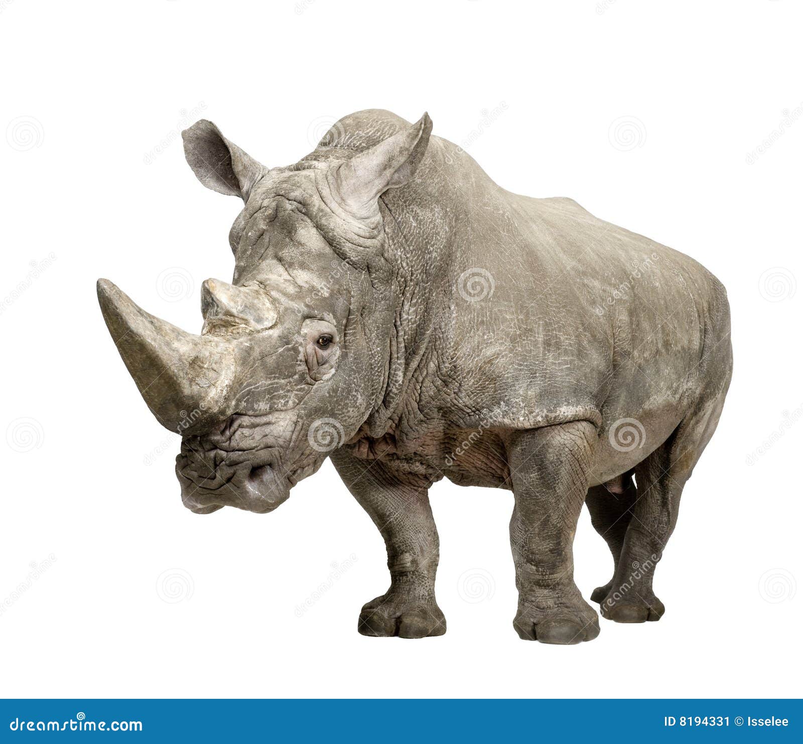 white rhinoceros - ceratotherium simum ( +/- 10 years)