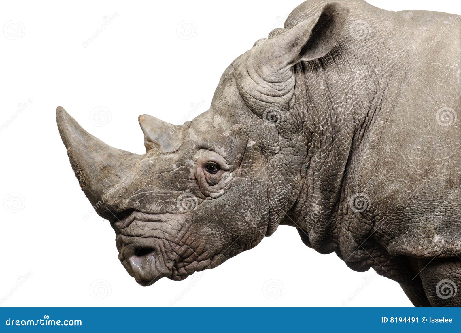 white rhinoceros - ceratotherium simum ( +/- 10 years)