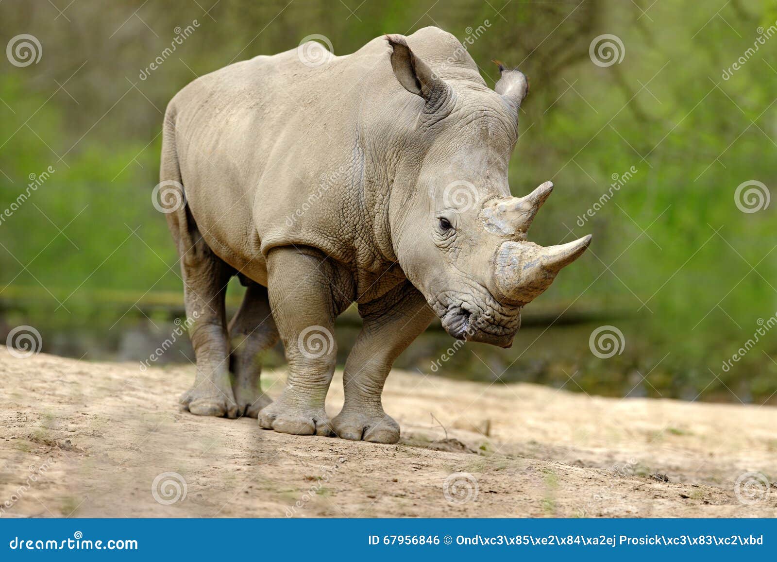 white rhinoceros, ceratotherium simum, with big horn, africa