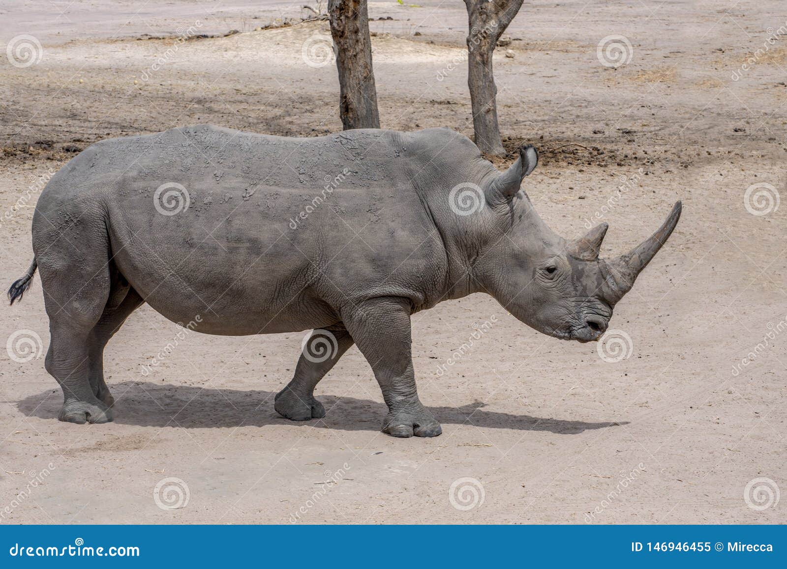 ceratotherium simum white rhinoceros ceratotherium simum white rhinoceros