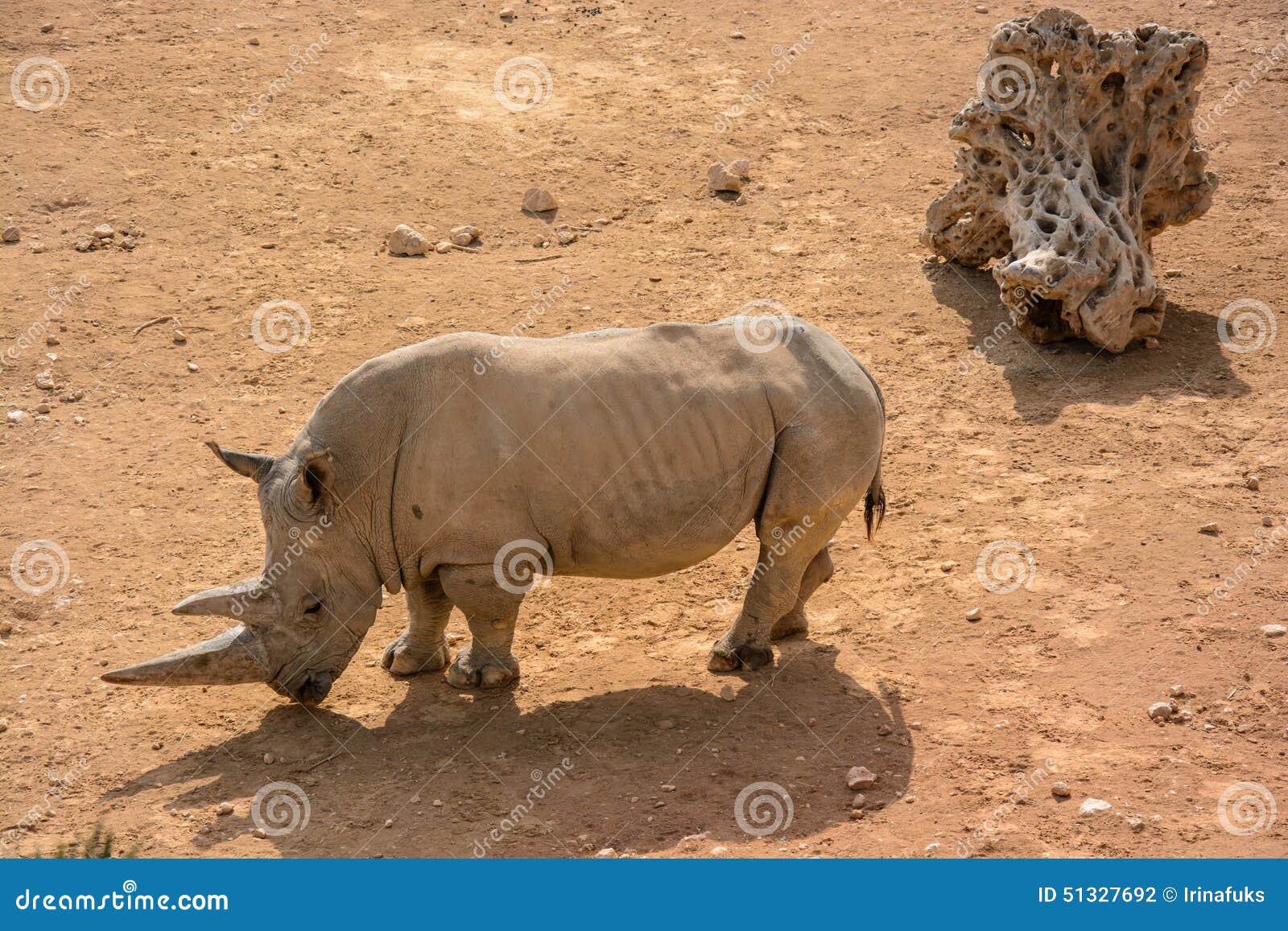 ceratotherium simum white rhinoceros ceratotherium simum white rhinoceros