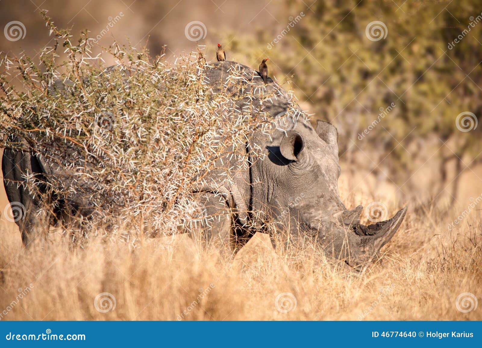ceratotherium simum white rhinoceros ceratotherium simum white rhinoceros
