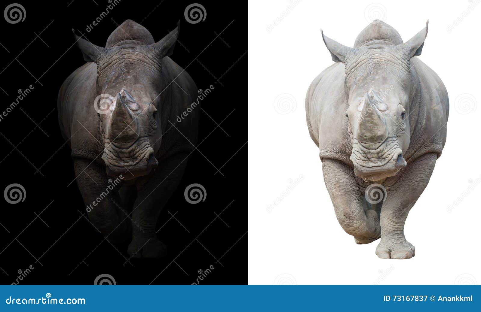 white rhinoceros in dark and white background