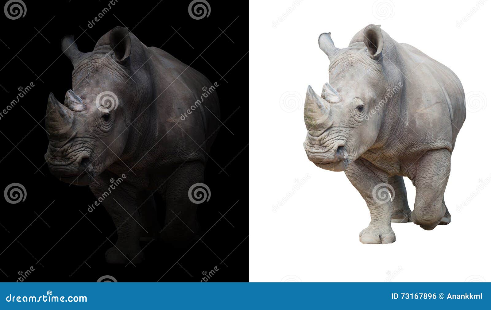 white rhinoceros in dark and white background