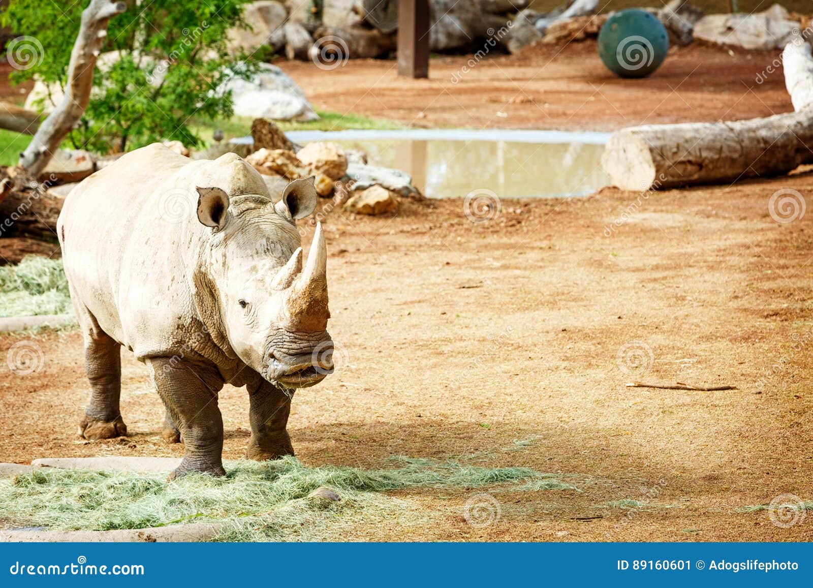 White Rhinoceros New at Phoenix Zoo Editorial Photo - Image of white, animal: 89160601 White Rhinoceros New at Phoenix Zoo Editorial Photo - Image of white, animal: 89160601
