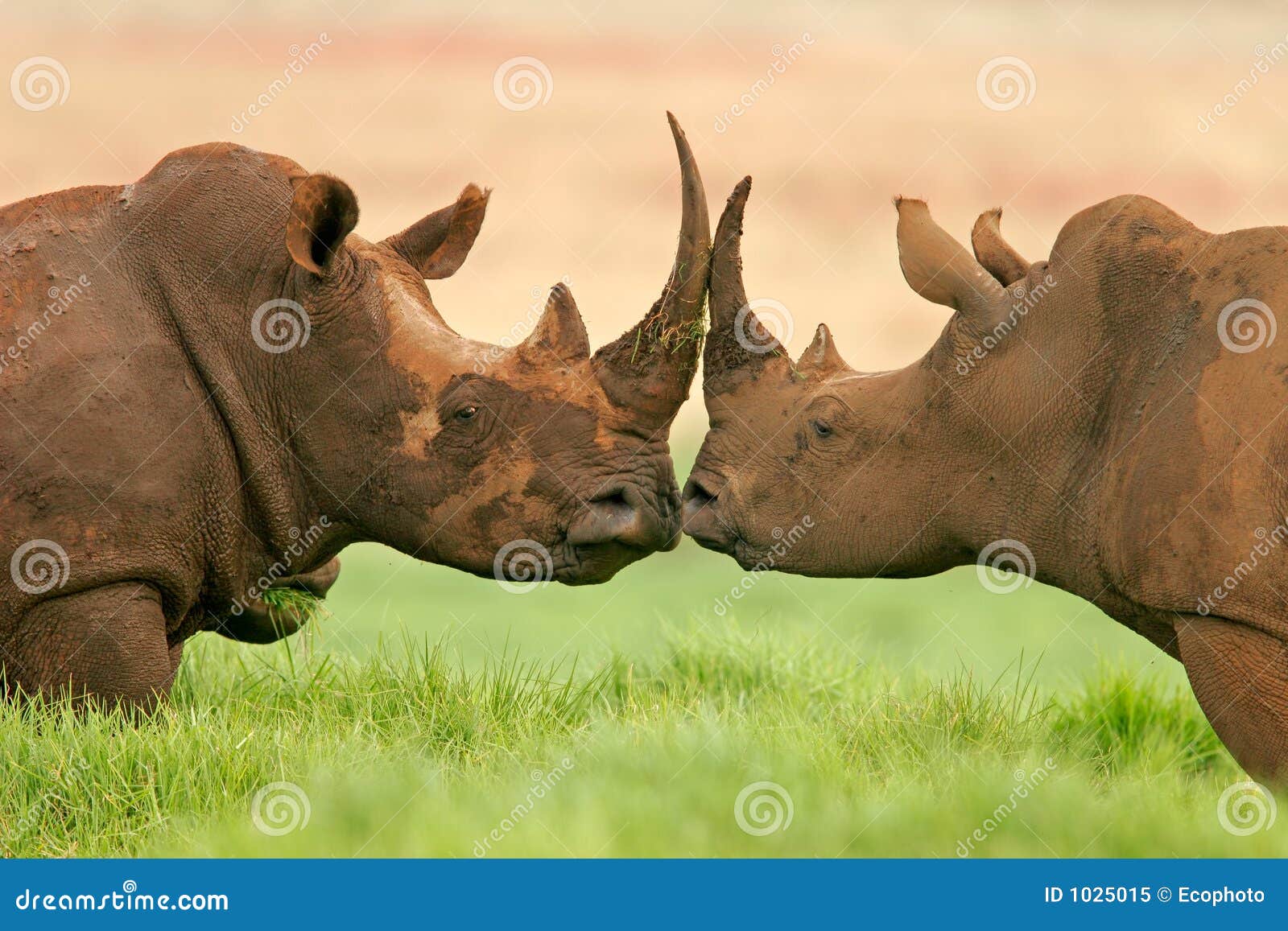 white rhinoceros, south africa
