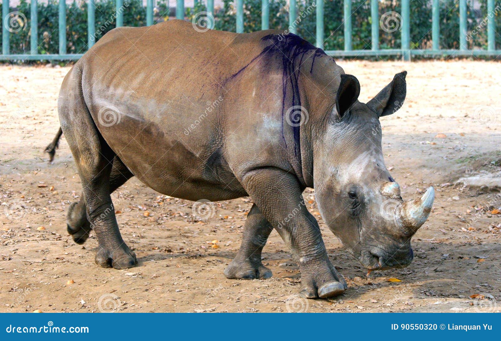 White rhinoceros stock photo. Image of herbivores, eyes 90550320