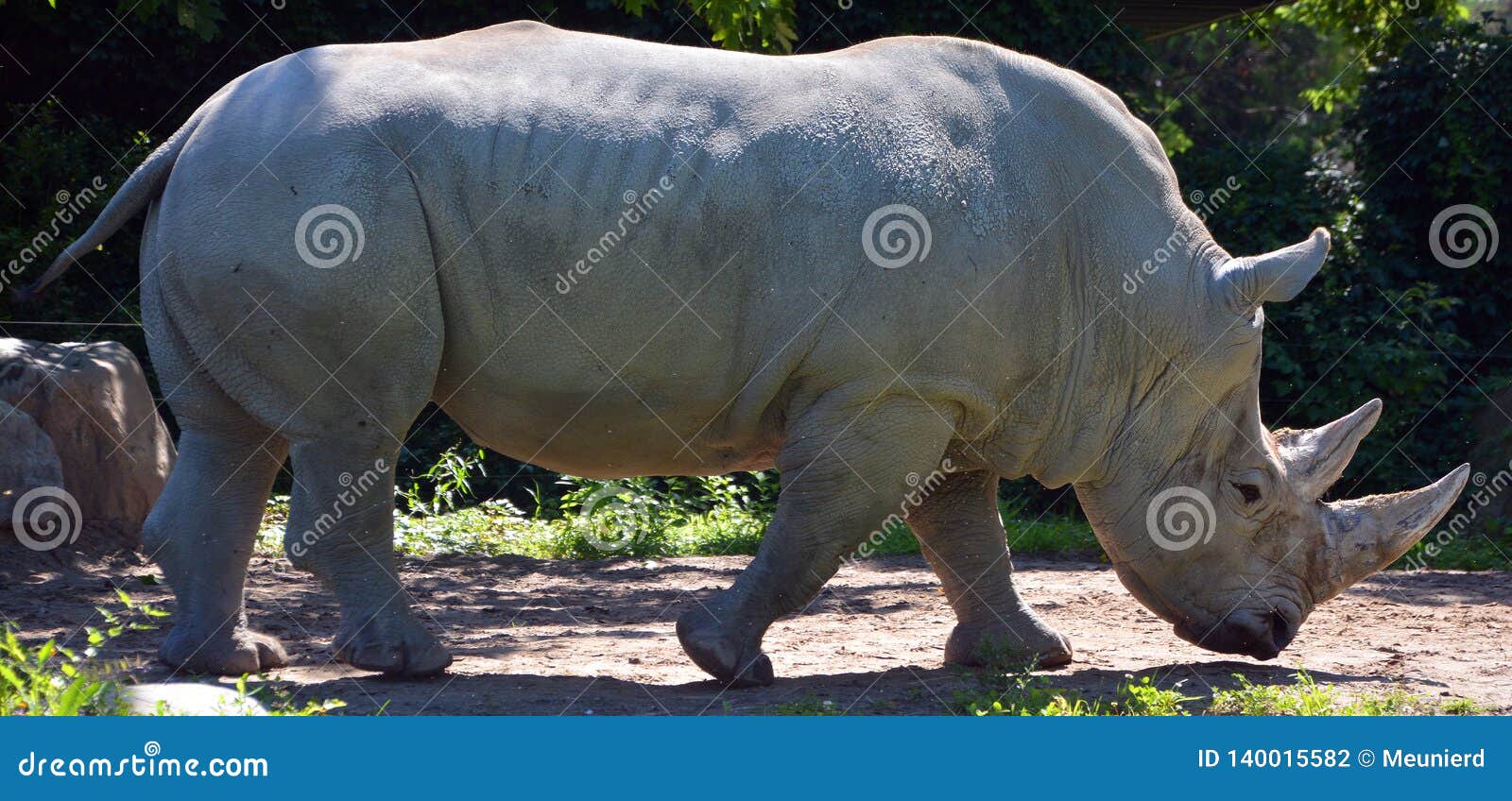 the white rhinoceros or square-lipped rhinoceros