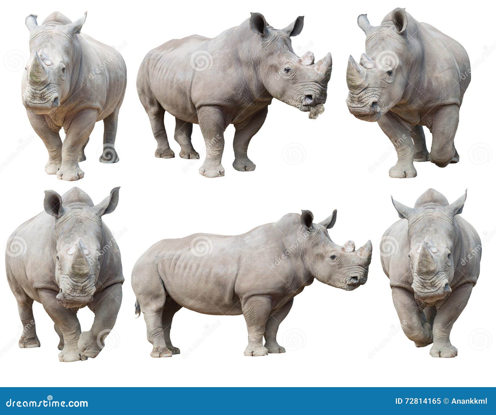 white rhinoceros, square-lipped rhinoceros 