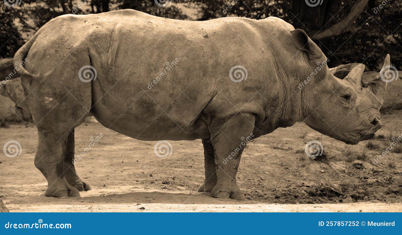The White Rhinoceros or Square-lipped Rhinoceros is the Largest Extant