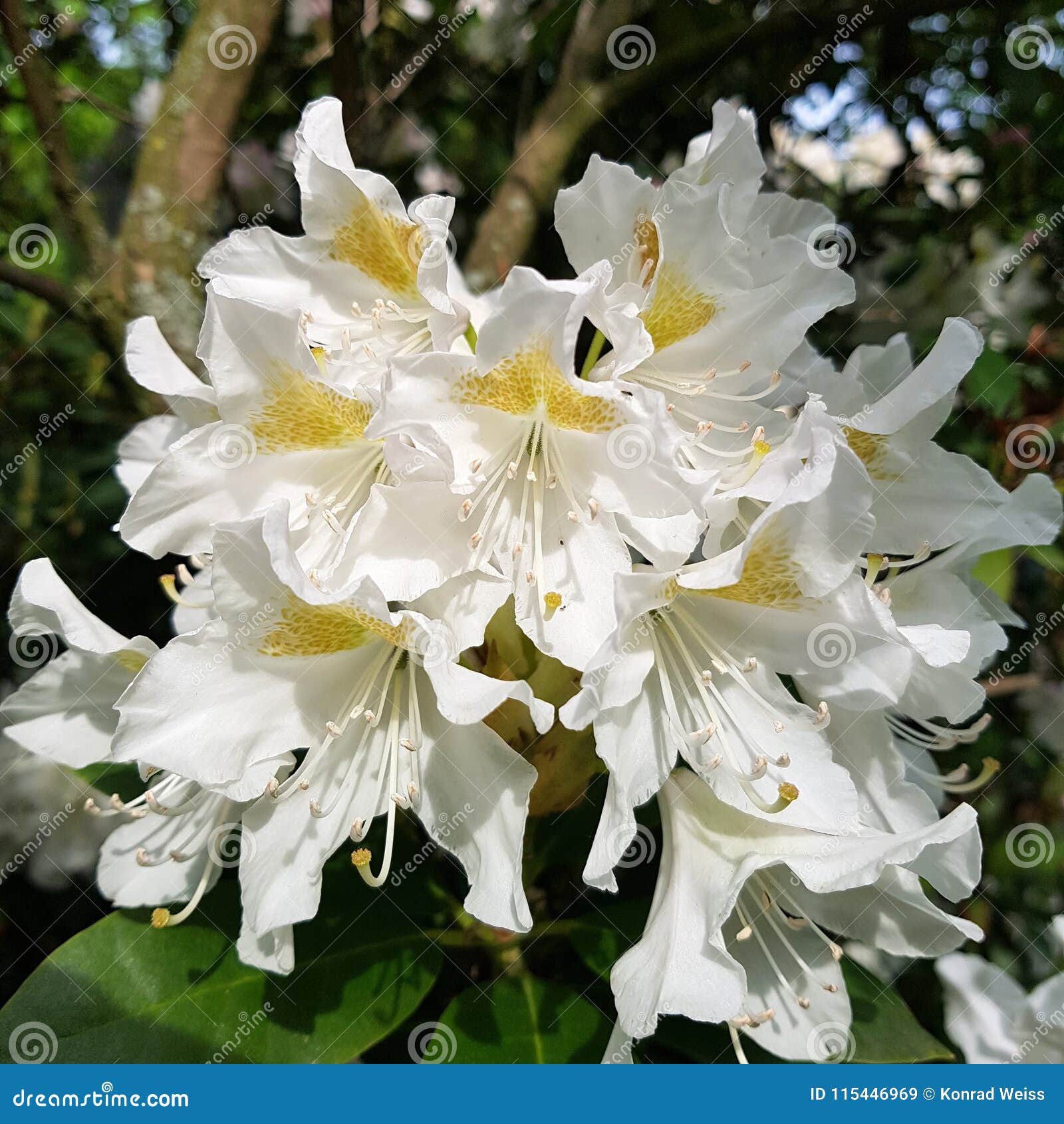 White Rhododendron Flower Close Up Stock Image Image Of Flora Bloom 115446969