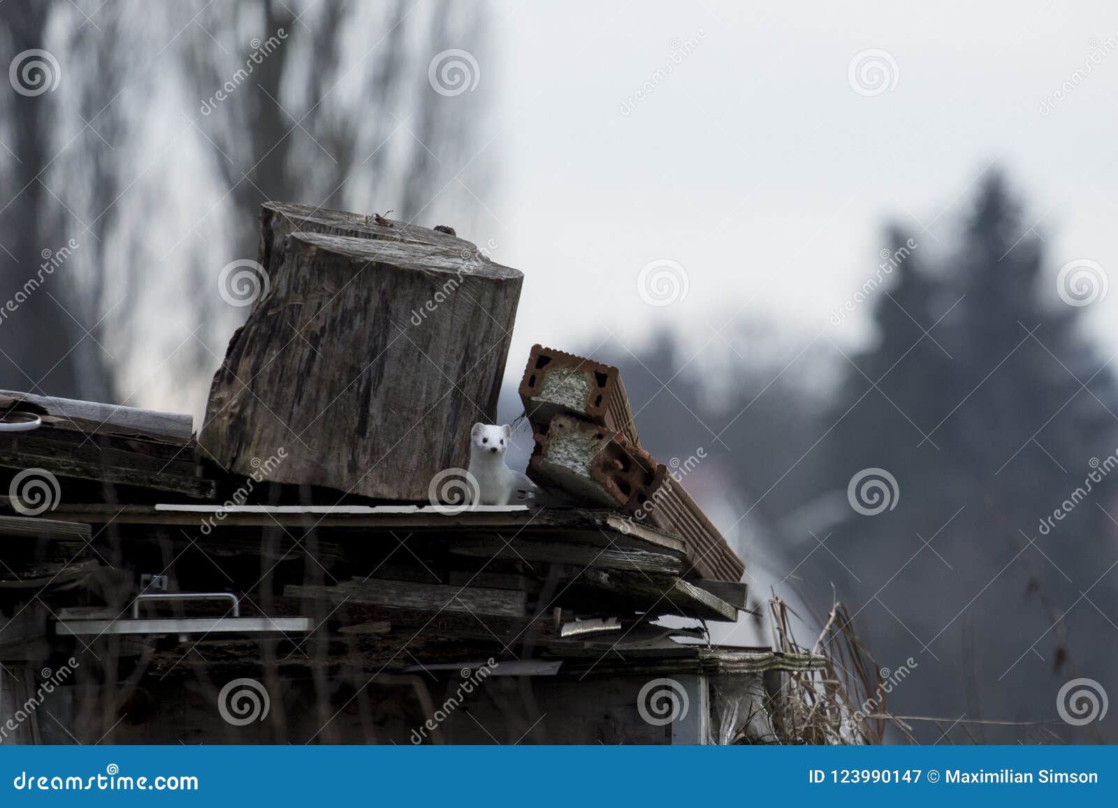 white rodent weasel rat in junk yard