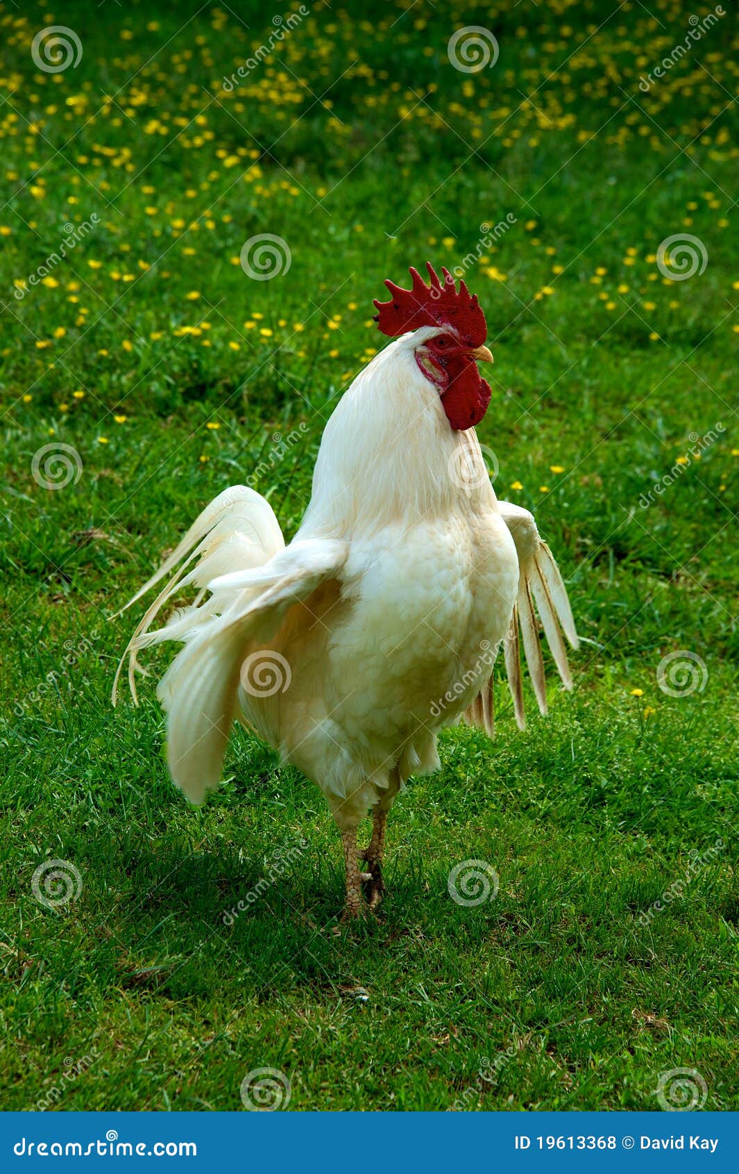 White Rooster stock photo. Image of standing, colorful 19613368