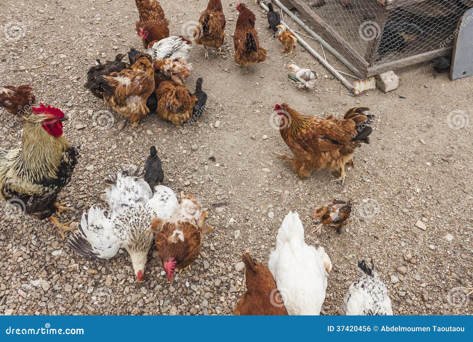 White rooster stock photo. Image of morning, crest, head 37420456