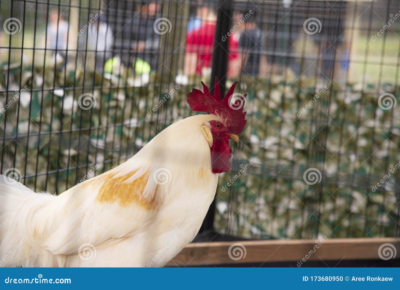 White Rooster, Rooster, Farm Stock Photo Image of rooster, farm