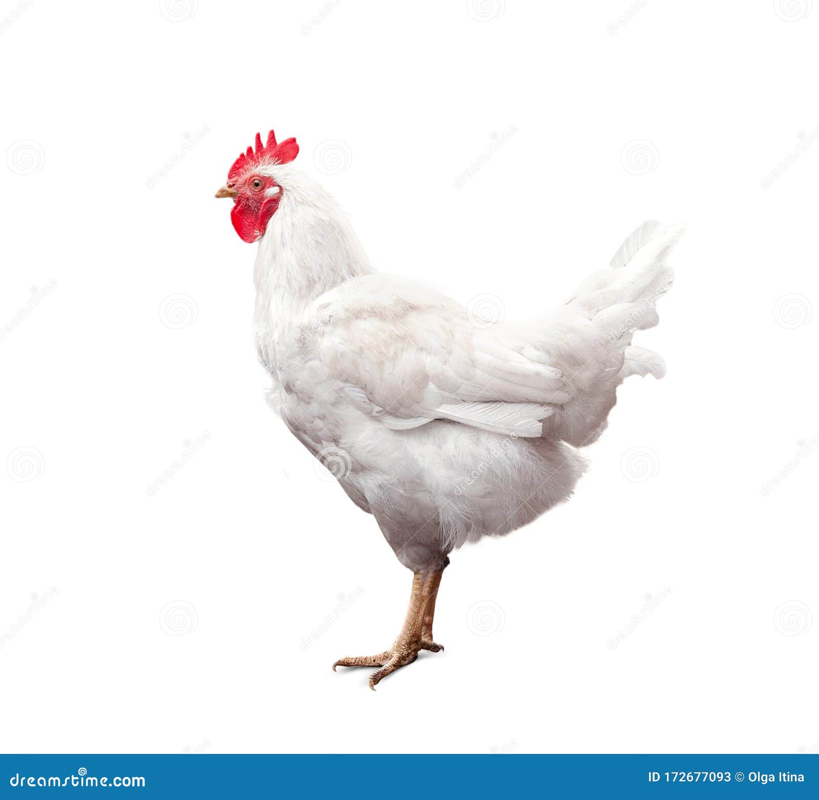 White Rooster Isolated on White Background Stock Image - Image of ...