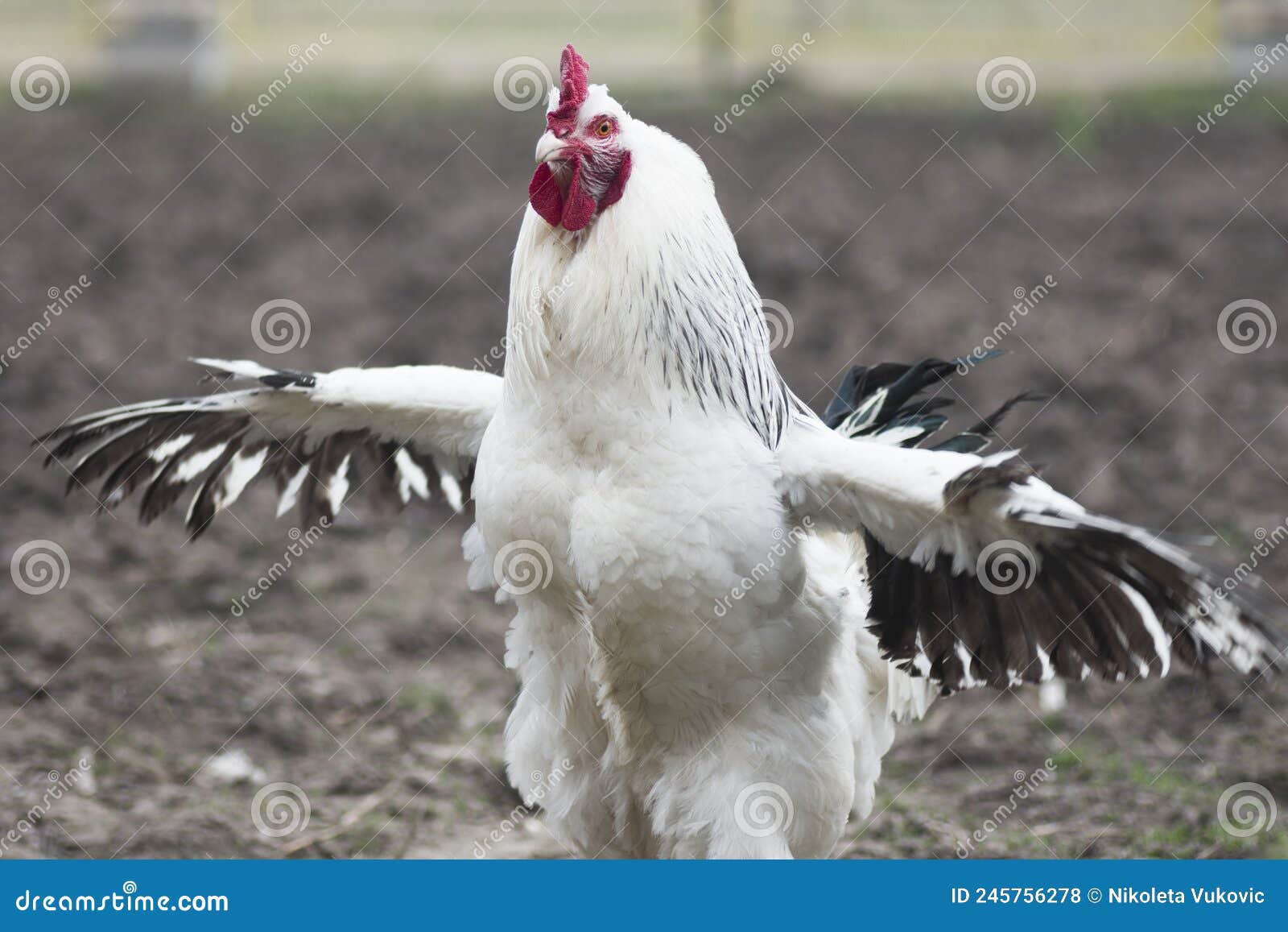 rooster-in-the-open-air-goes-in-front-royalty-free-stock-image